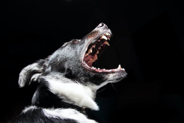 Personal Injury Template Dog Bite Img